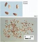 炒茺蔚子 炒茺蔚子