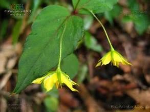 細梗錦香草 細梗錦香草