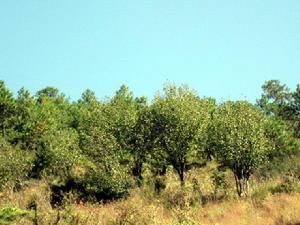 舊井村農村經濟-蘋果種植