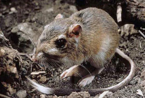 德克薩斯州袋鼠鼠