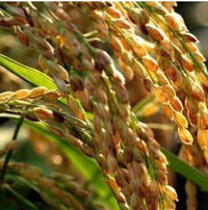 曲阜香稻 曲阜香稻