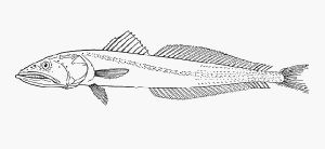 線棘細齒鱚 線棘細齒鱚