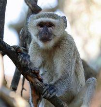 馬爾布魯克綠猴