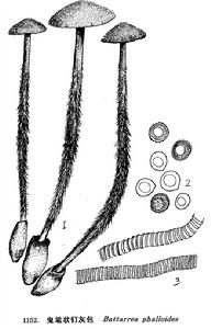 鬼筆狀釘灰包 鬼筆狀釘灰包