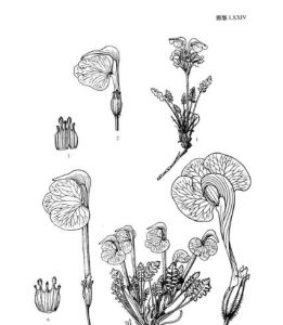 新粗管系 新粗管系