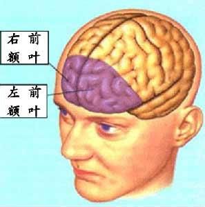 腦前額葉 腦前額葉