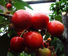 山亭火櫻桃 山亭火櫻桃