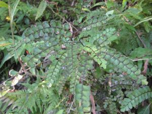 黑腳鳳尾炭母湯 黑腳鳳尾炭母湯