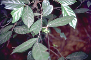 嘉陵花屬 嘉陵花屬