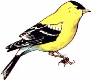 北美金絲雀 北美金絲雀