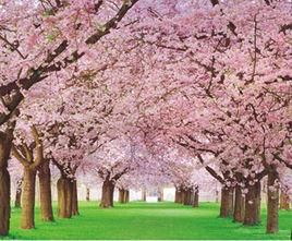九鳳梨花山景區 九鳳梨花山景區