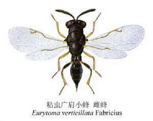粘蟲廣肩小蜂 粘蟲廣肩小蜂