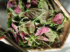 滇香菜菜 滇香菜菜