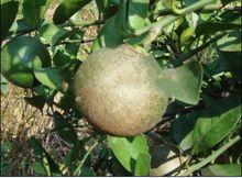 柑橘銹壁虱危害圖