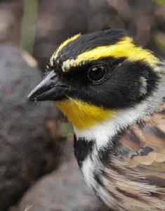 黃喉鵐指名亞種 黃喉鵐指名亞種