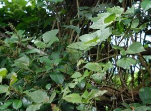 疏花丁公藤 疏花丁公藤