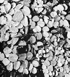 槐葉苹目 槐葉苹目