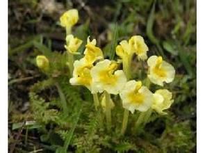 多毛鶴首馬先蒿 多毛鶴首馬先蒿