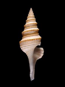 金鍊卷管螺 金鍊卷管螺