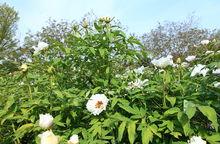 黃尖牡丹園高清組圖2