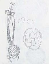 單囊殼屬 單囊殼屬