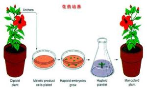 花葯離體培養法 花葯離體培養法