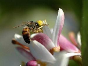 （圖）有翅亞綱昆蟲  蜜蜂