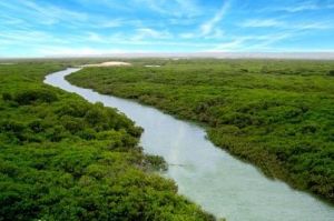 廣東湛江紅樹林國家級自然保護區 廣東湛江紅樹林國家級自然保護區
