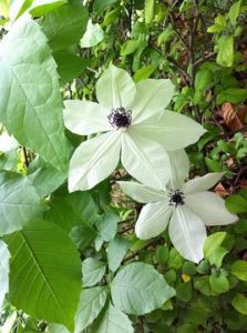 大花威靈仙 大花威靈仙