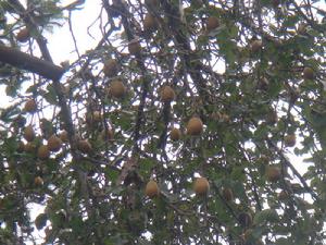 蔣家寨自然村水果種植業