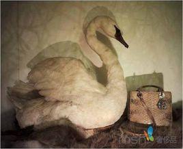 南·戈丁 南·戈丁