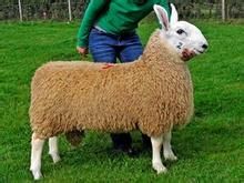 邊區萊斯特羊 邊區萊斯特羊