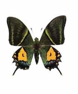 金斑啄鳳蝶