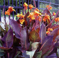 紫葉美人蕉 紫葉美人蕉