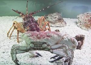 通霄海水浴場 通霄海水浴場