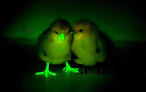 科學家培育“夜光小雞”來探索抵禦禽流感新方法