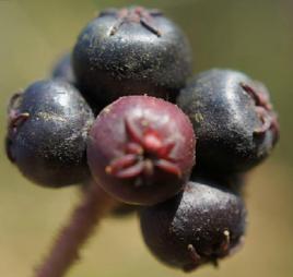 龍牙楤木果 龍牙楤木果