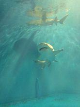 北戴河新區聖藍海洋公園