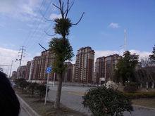 竹行鎮（街道）