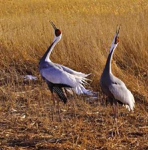保護區內的白枕鶴