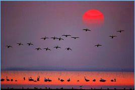 湖北網湖濕地省級自然保護區 湖北網湖濕地省級自然保護區