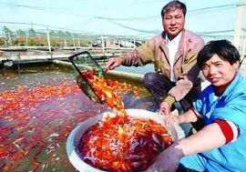 活蹦亂跳 活蹦亂跳