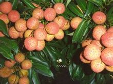 水晶球荔枝