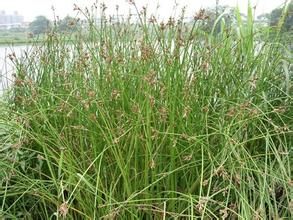 米易燈心草 米易燈心草