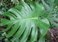 龜背竹族 龜背竹族