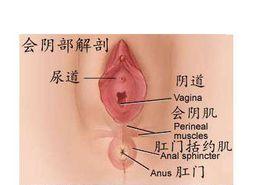 肛門外括約肌斷裂 肛門外括約肌斷裂