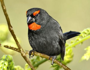 大安的列斯牛雀 大安的列斯牛雀