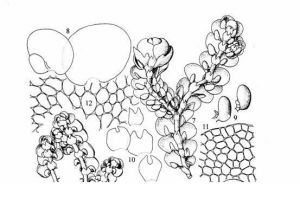 西南耳葉苔 西南耳葉苔