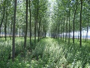 新河林場 新河林場