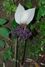 蒟蒻薯科 蒟蒻薯科